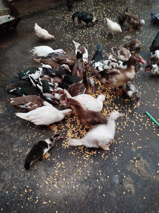 Patos mudos para mudar de galinheiro