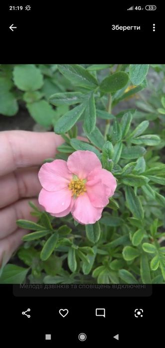 Лапчатка,дерен,тамарикс,жимолость..Декоративні кущі