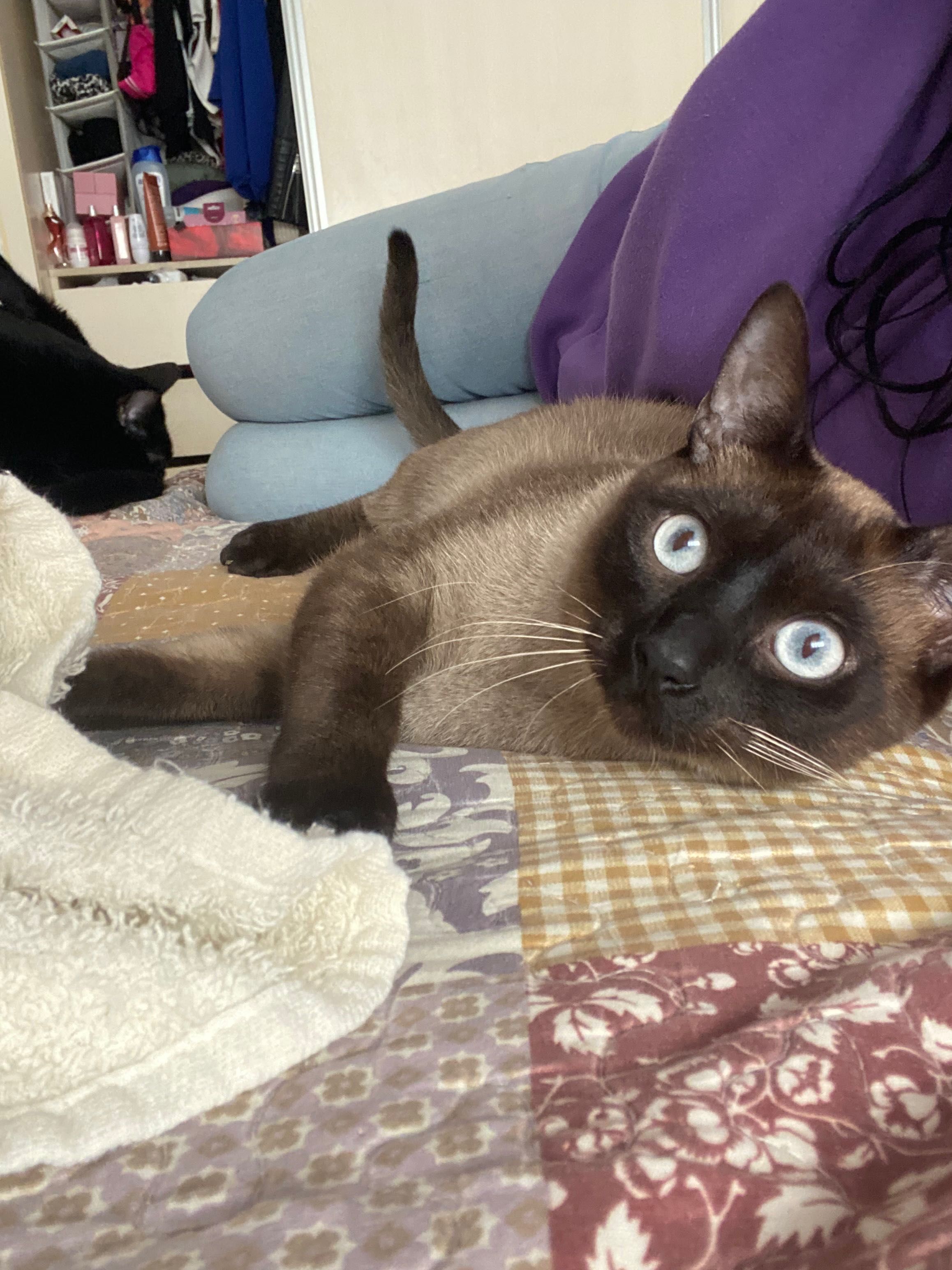 Gatinho Siamês com 1 Ano