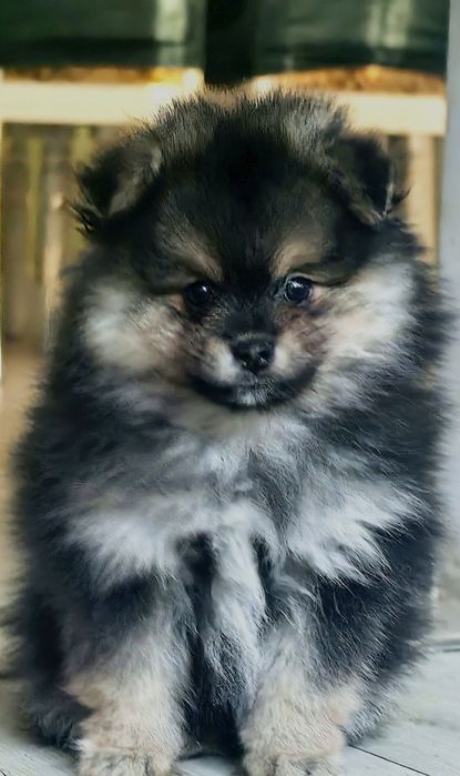 Szpic miniaturowy Pomeranian