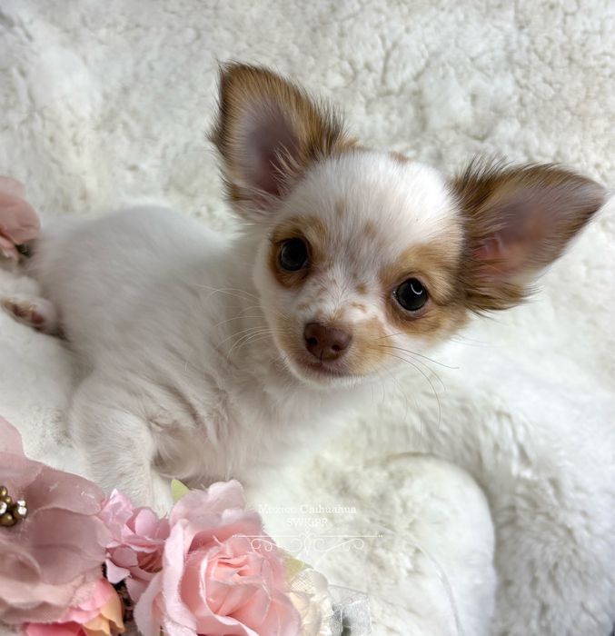 *gotowa do odbioru* Długowłosa piękność chihuahua