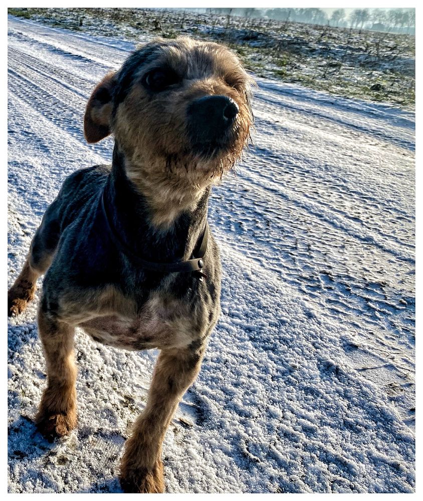 Piesek w typie Yorka