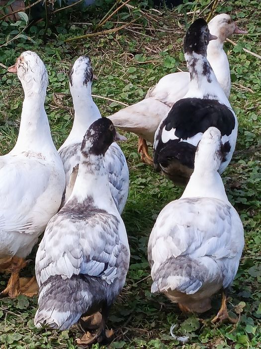 Kaczki młode na rosól lub czarninke.
