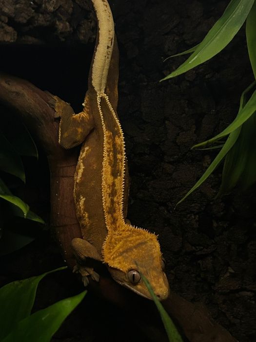 Gekon orzęsiony, samica.