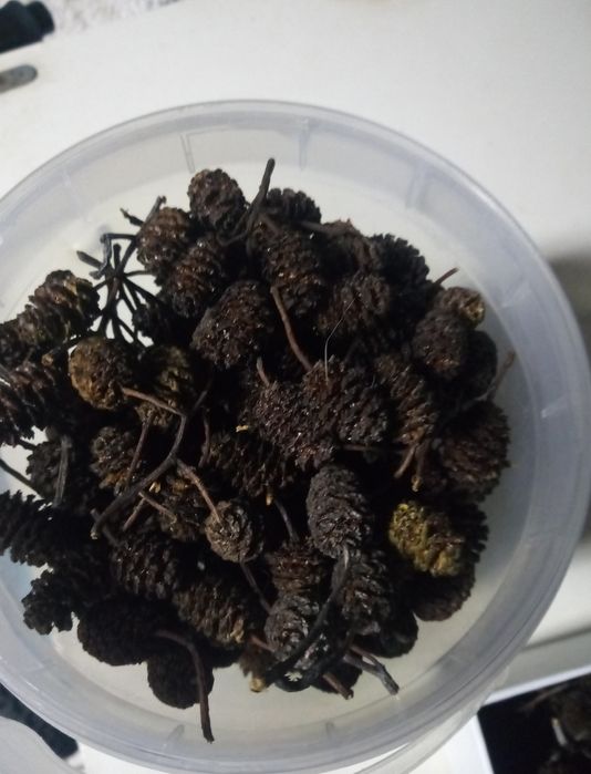 Pinhas de amieiro