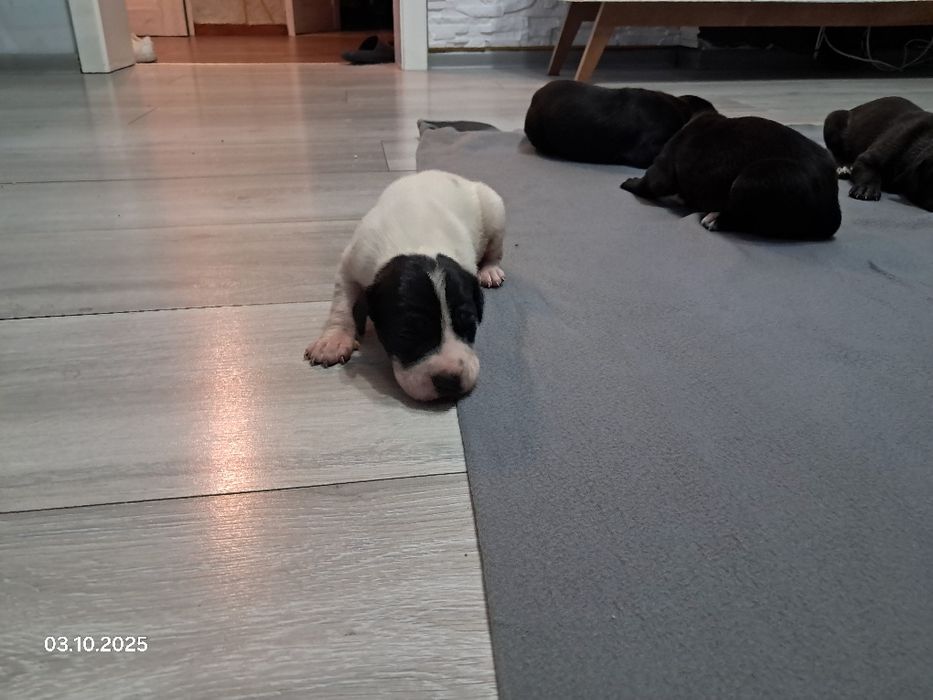 Szczenięta - Dog Niemiecki