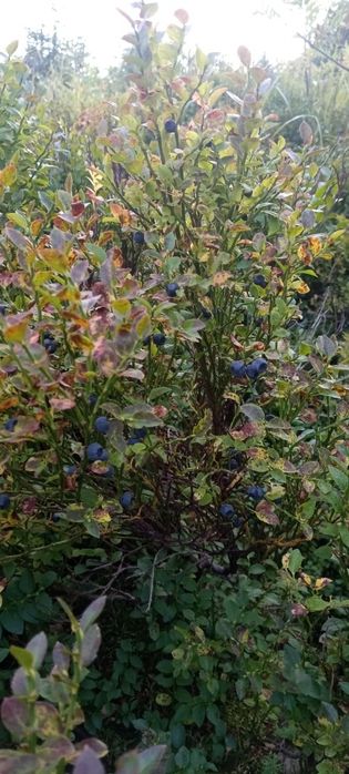 Походи в гори по ягоди-гриби з Івано-Франківська