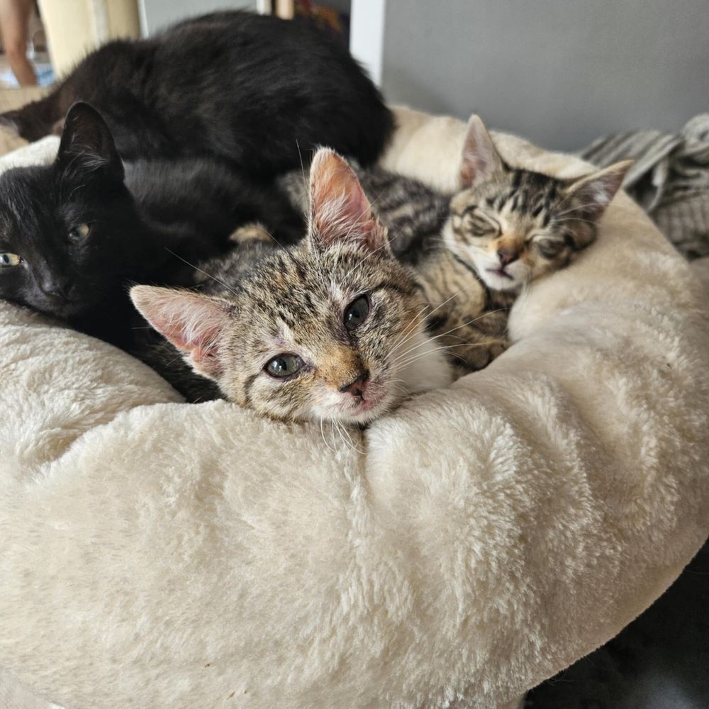 Mały słodziak do adopcji