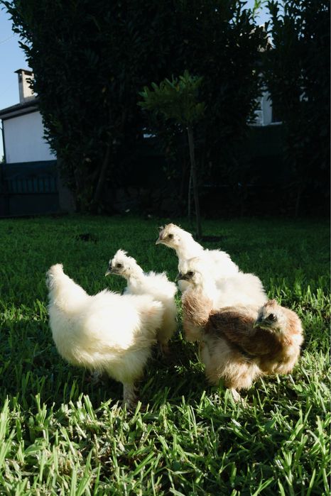 Silkie/sedosa do japão