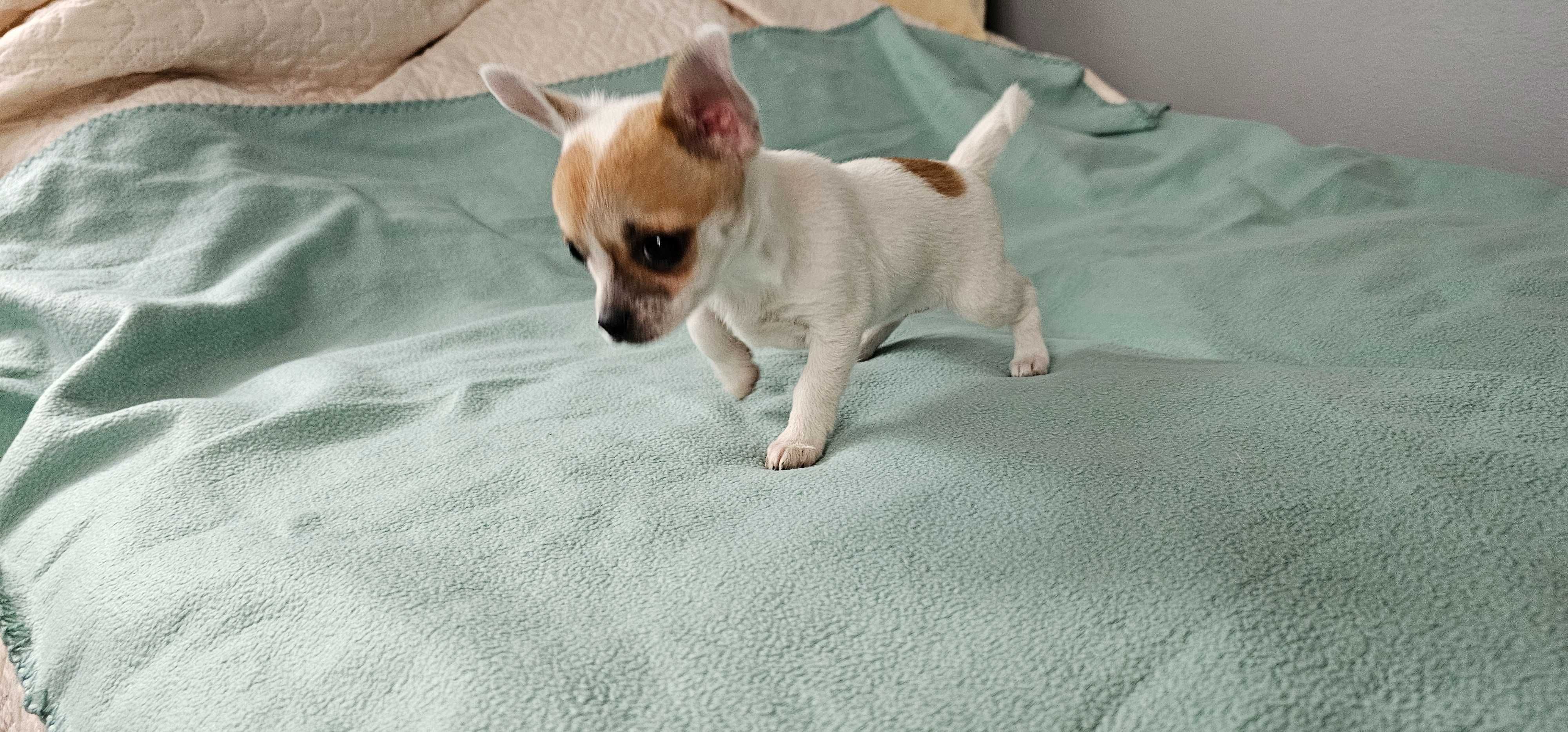 Suczka chihuahua