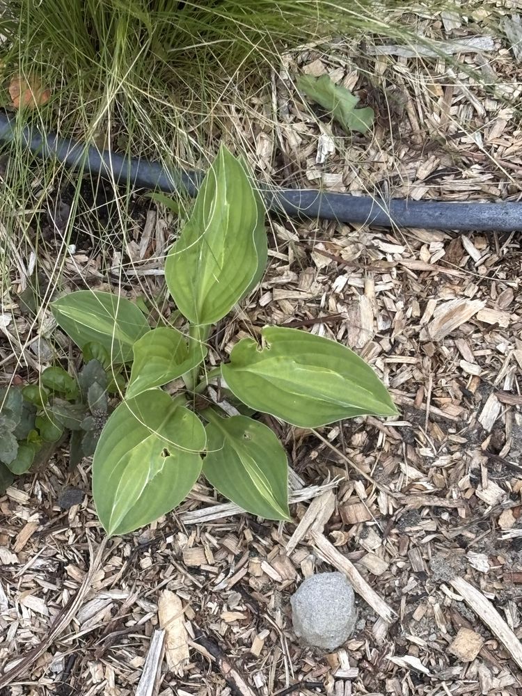 Hosta funkia sadzonki
