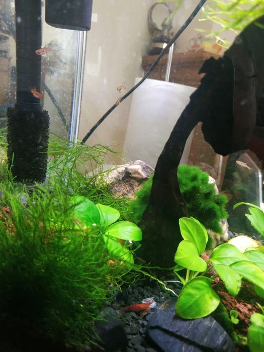 Akwarium krewetkarium kostka 35x29x29 komplet z dodatkami