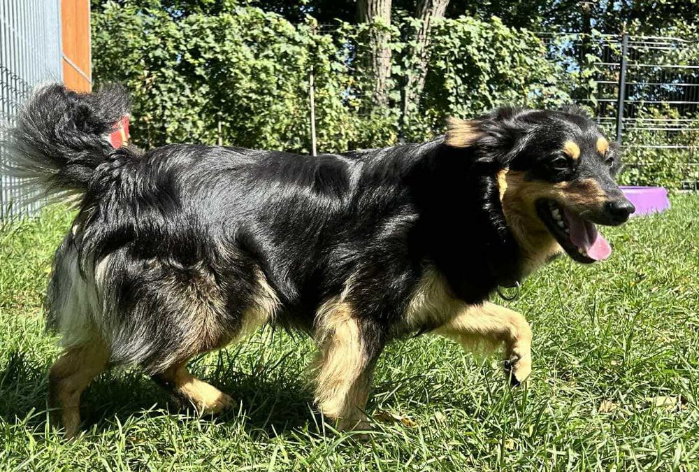 Toro szuka dobrego domu