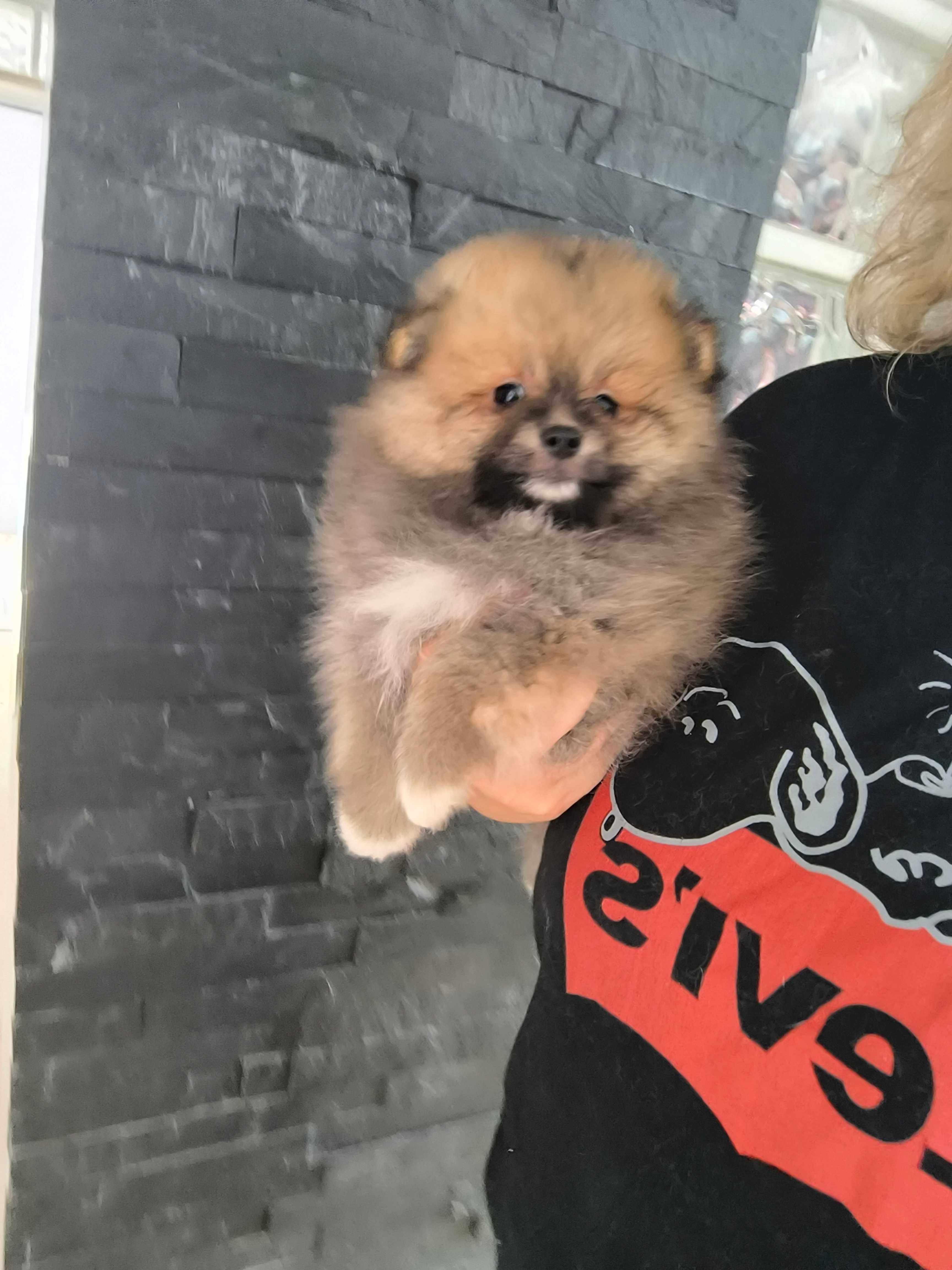 Spitz anão.Lulu da Pomerânia. Ursinho Mini .Cheio de pêlo. Laranja