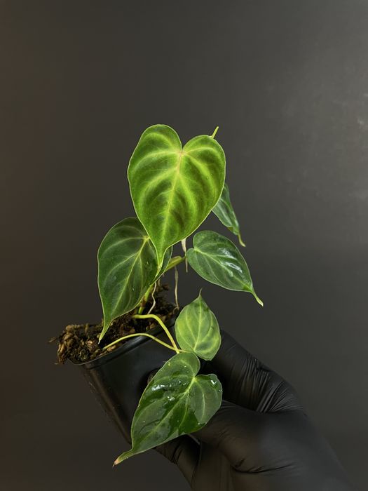Philodendron verrucosum “mini” terrarium,paludarium, vivarium