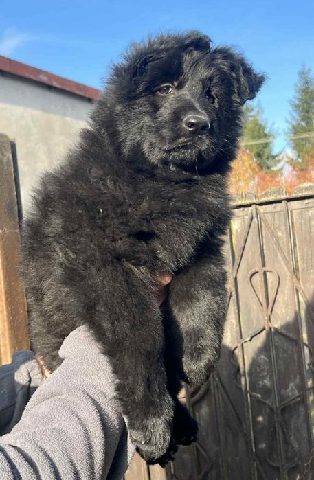 Owczarek Niemiecki długowłosy czarny