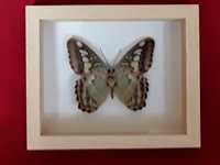 Motyl w ramce 12x10 cm Parthenos sylvia 65 mm .