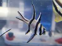 Ryby morskie Pterapogon kauderni