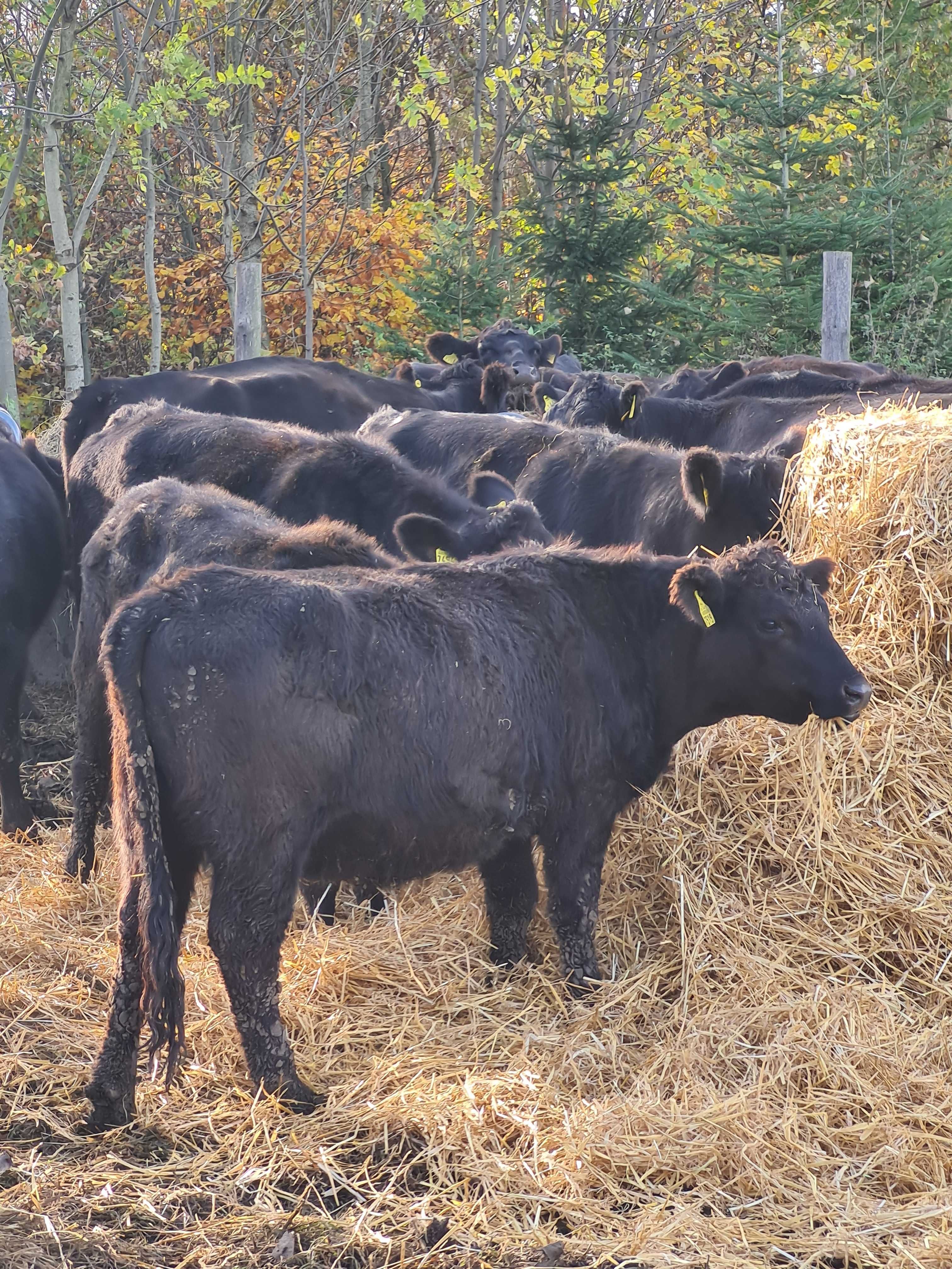 Byki Angus czarny 100% pod oceną PZHiPBM odsady