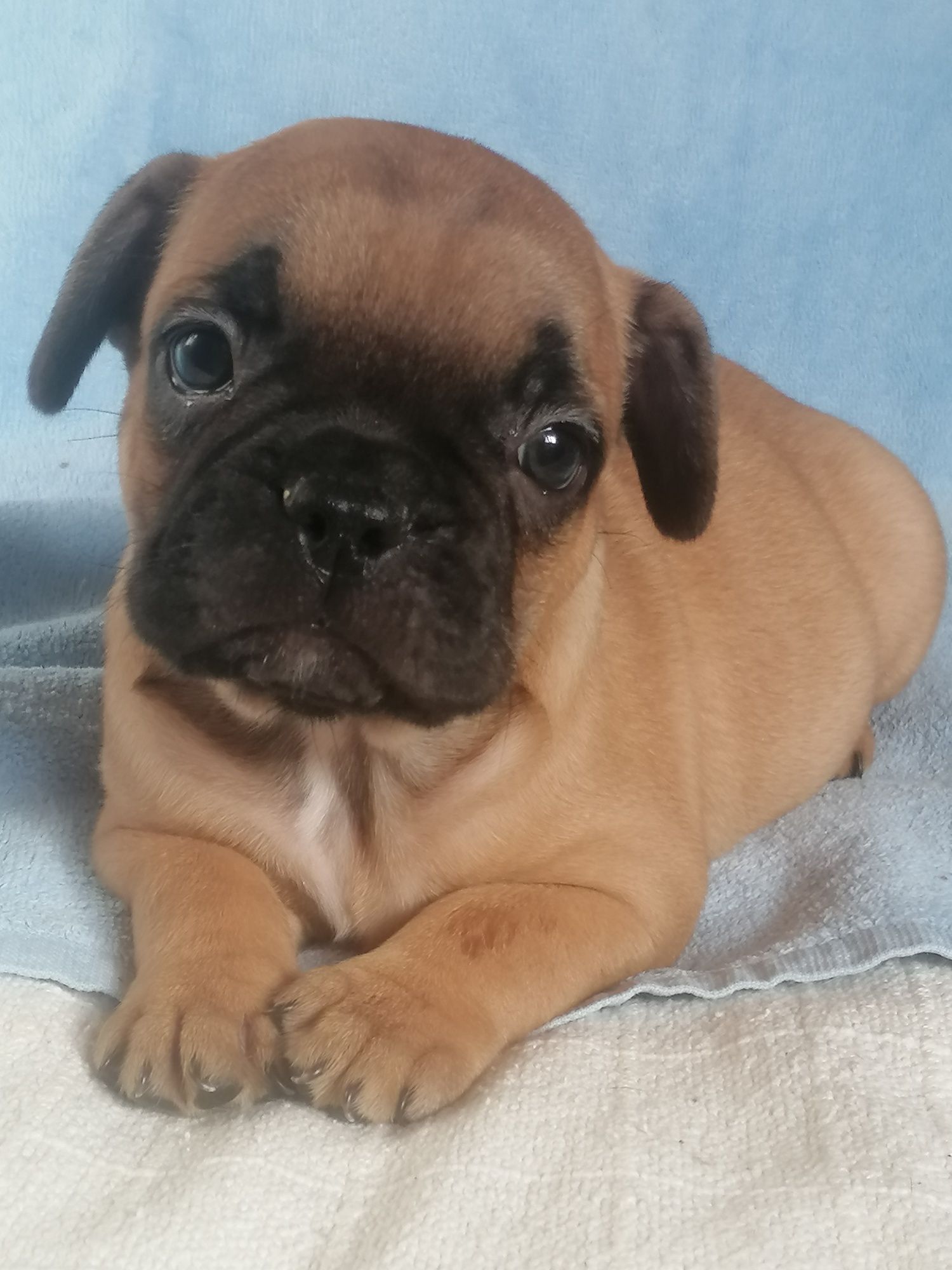 Bulldog francês excelente