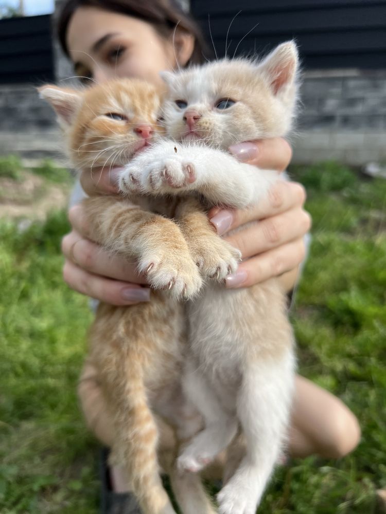 Віддам кошенят (дівчата)