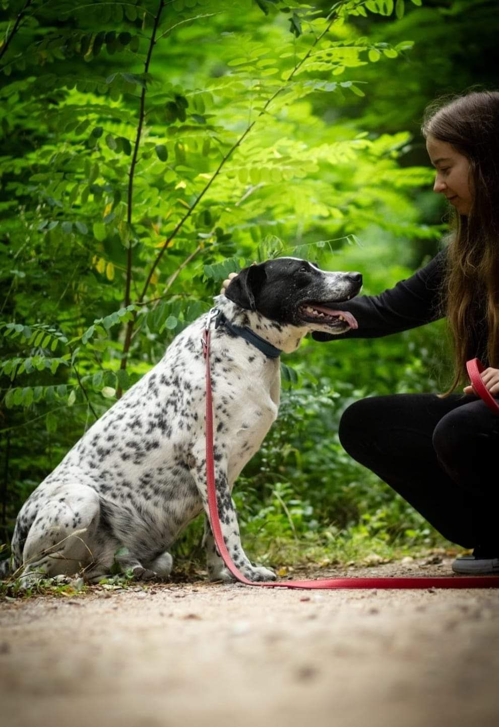 Ambaras - psiak o złotym sercu, do adopcji!