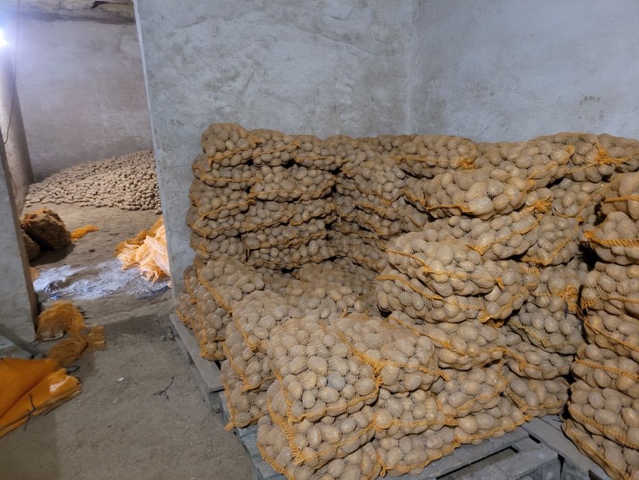 Ziemniaki jadalne denar soraya