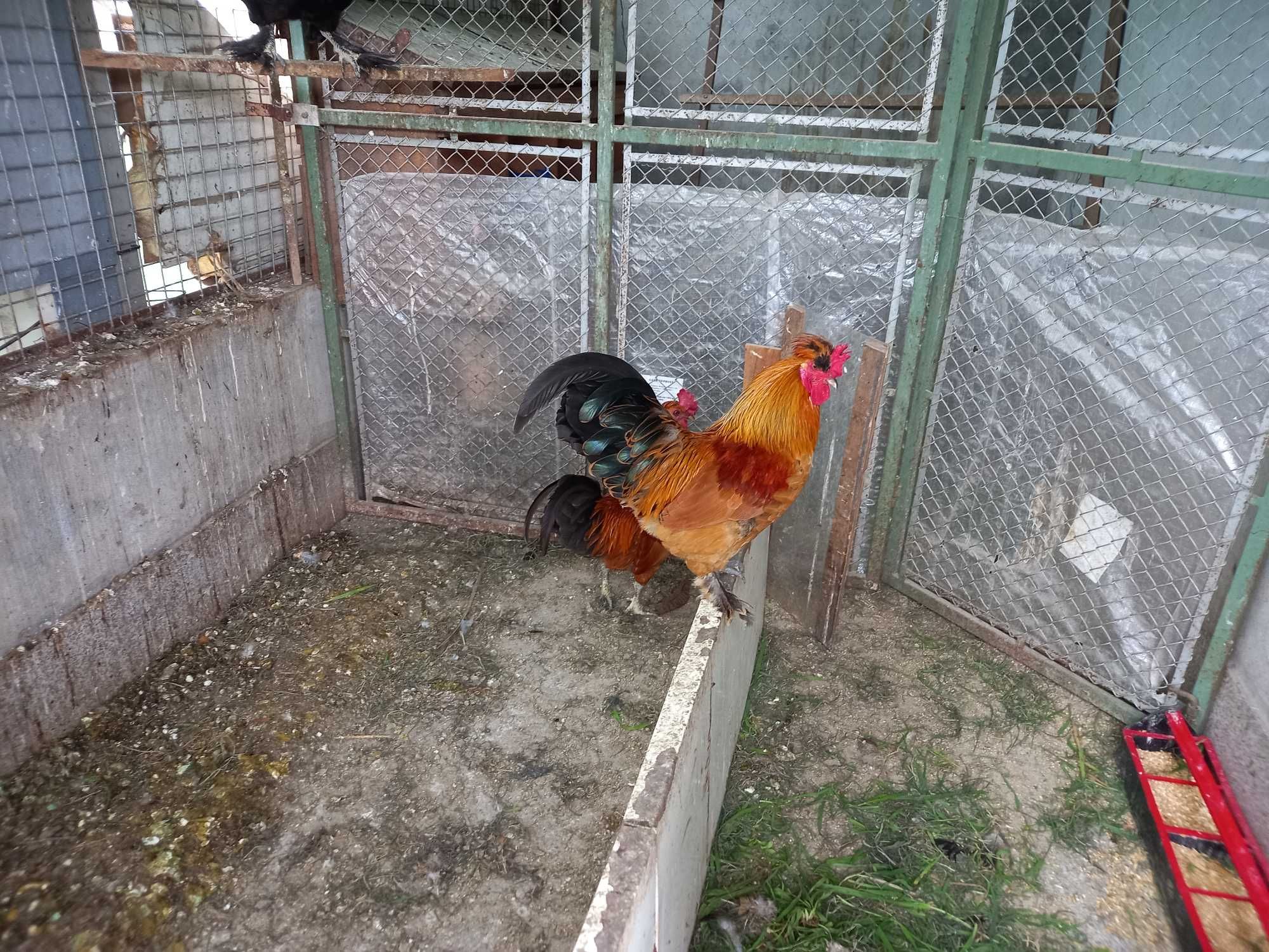 Patos Brancos, Patos Reais, Patos mudos, casais de garnisos