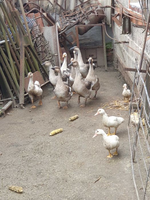 Witam Sprzedam Gęsi