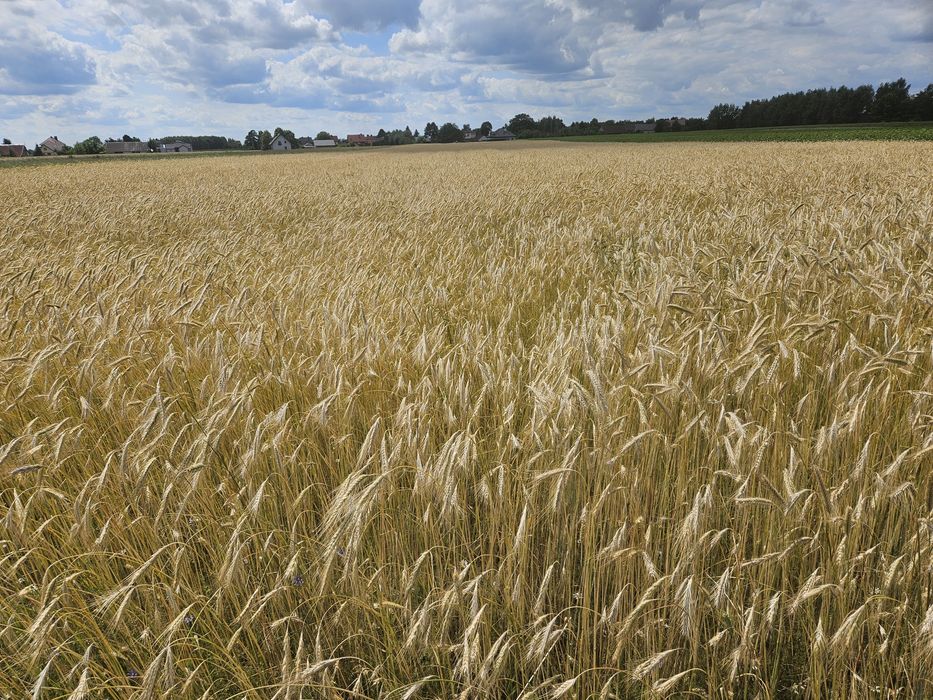 Żyto konsumpcyjne bio