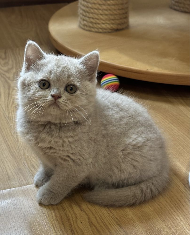 Fêmea  British  Shorthair lilás