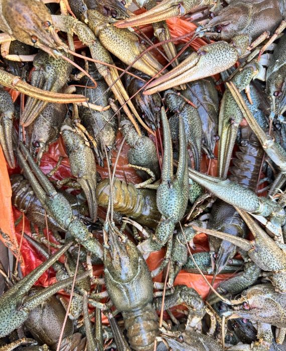 Продам живи раки оптом вид 5 кг