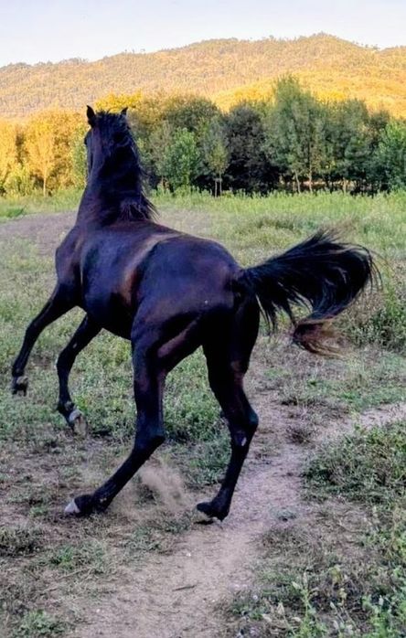 Cavalo puro sangue arabe