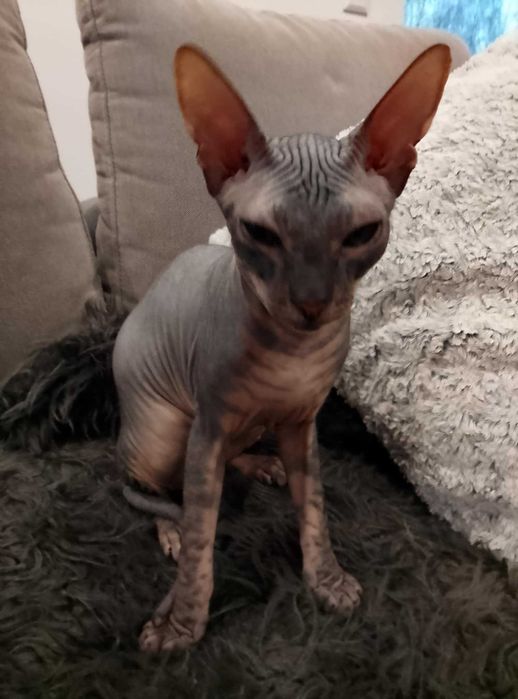 Kocurek Sfink doński