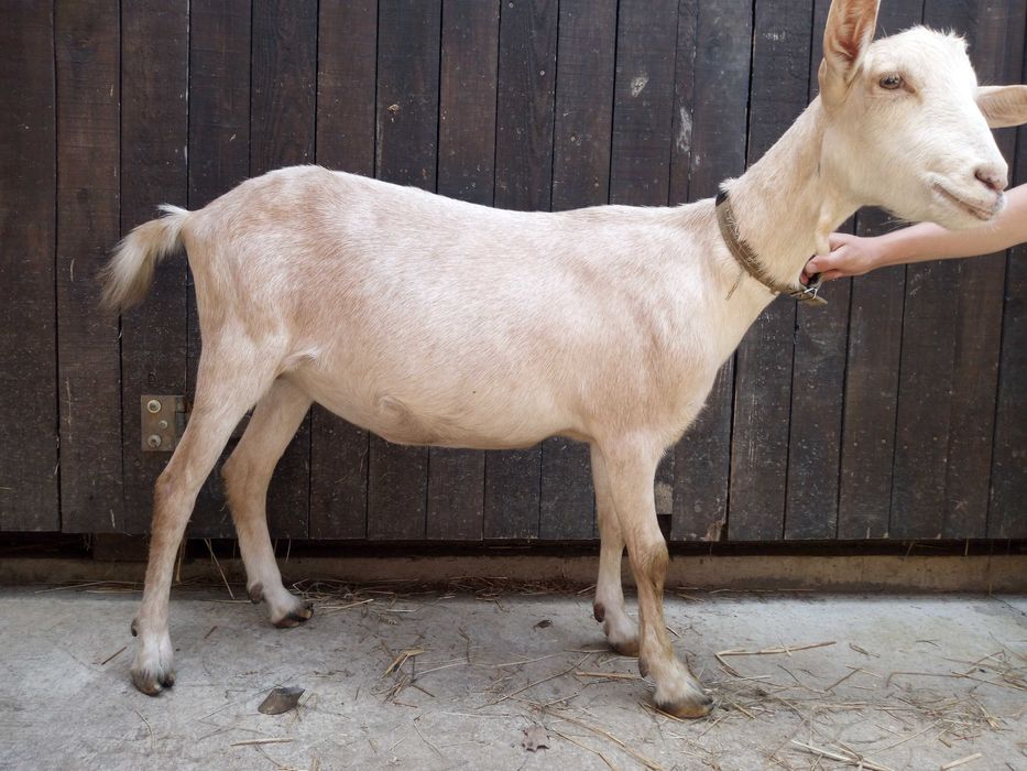 Козочка 50% зааненська 50% альпійська ярочка