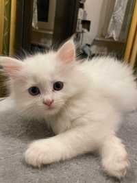Kotka pers długowłosy biały