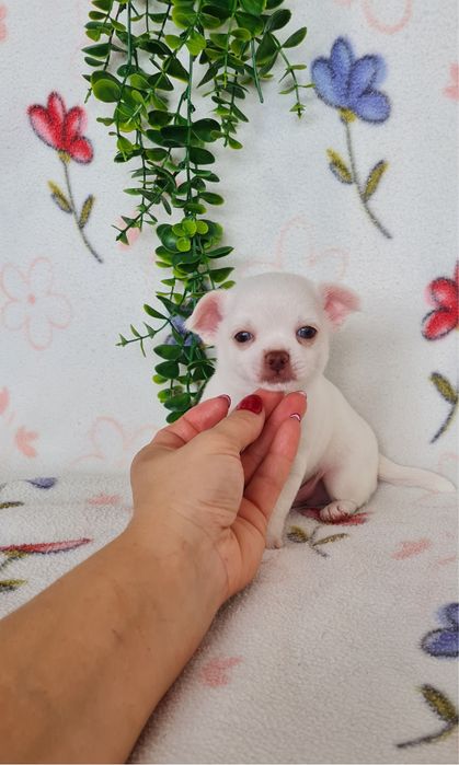Estupendo menino mini mini Chihuahua/Chiuaua de Qualidade