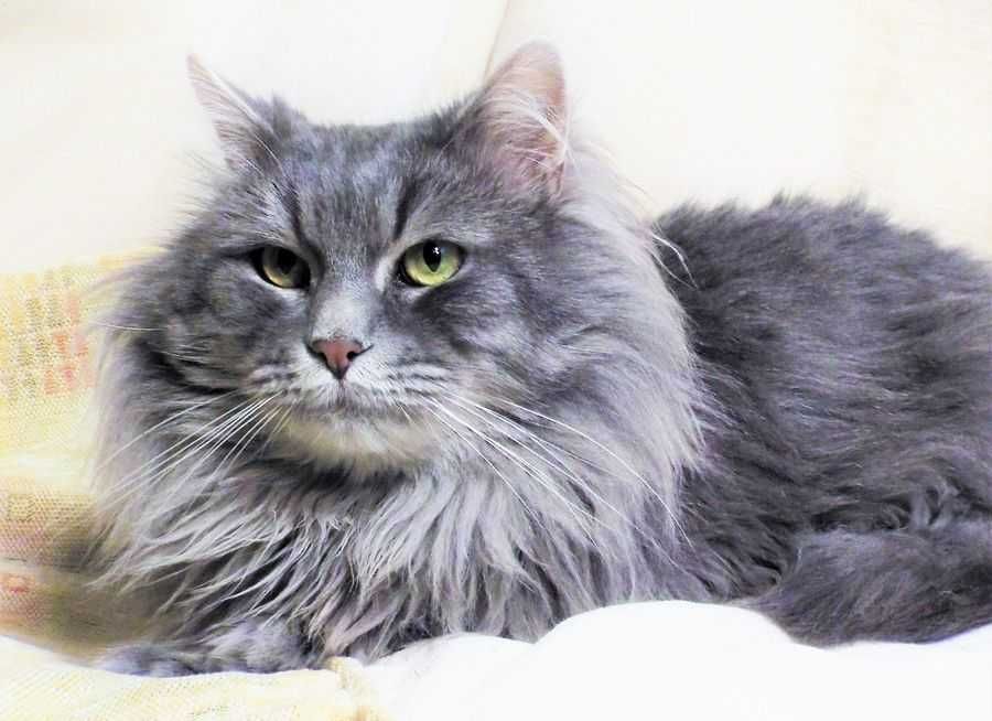 Kot, kotka syberyjska z rodowodem