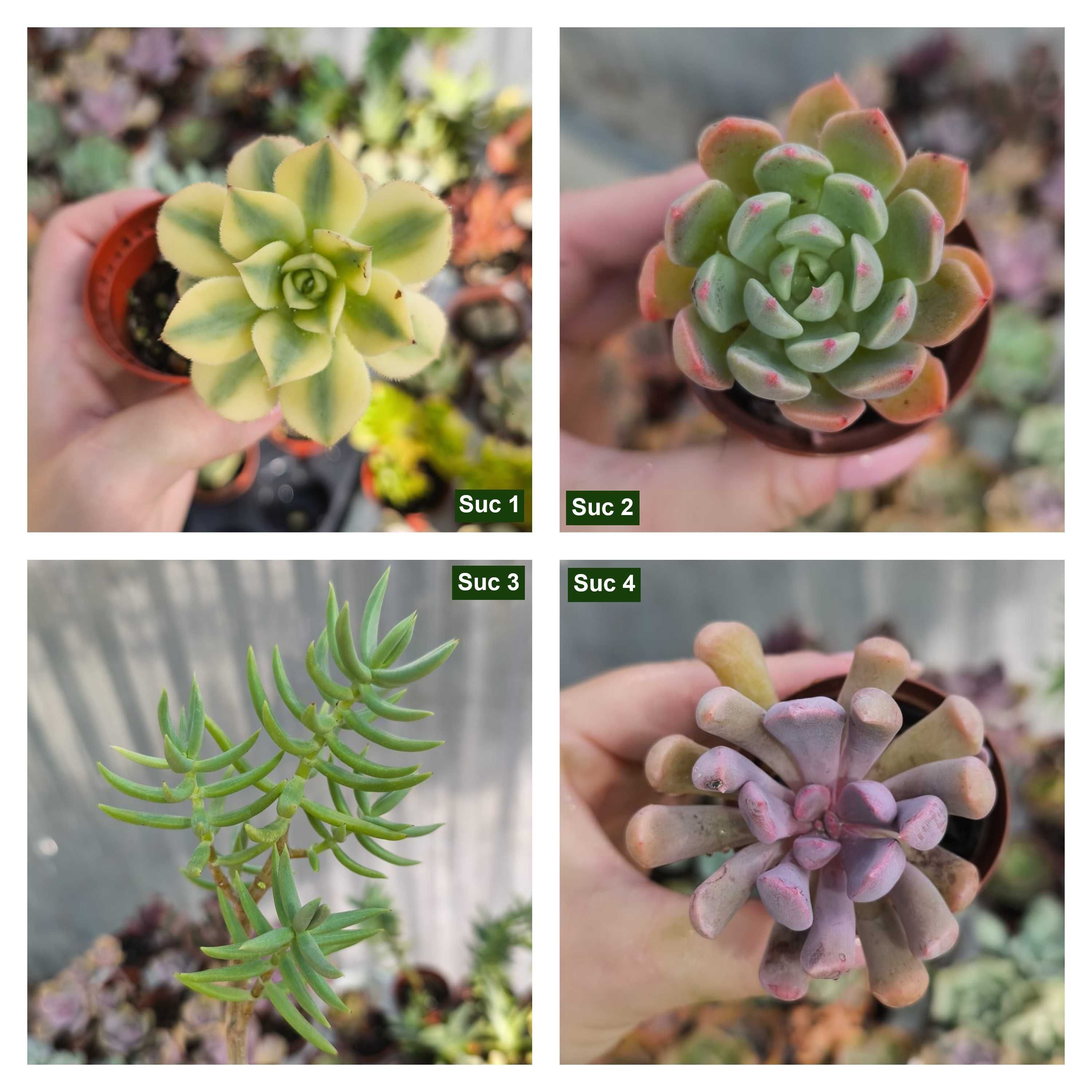 Suculentas: aeoniums, echeverias etc