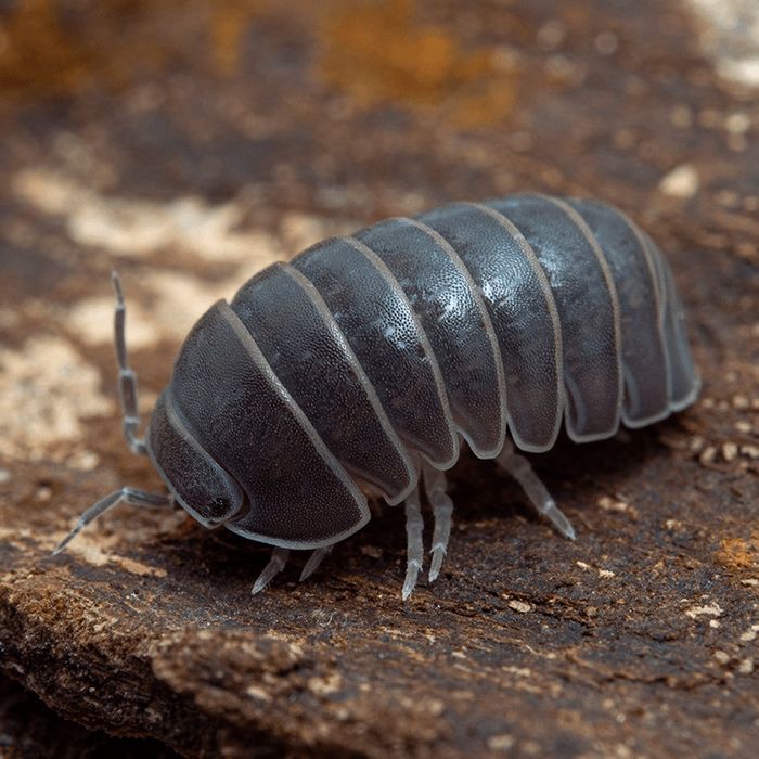 Armadillidium officinalis 10/15szt