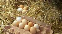 Фокси чик Венгрия,Украина,бройлер и другие породы , инкубационные яйца