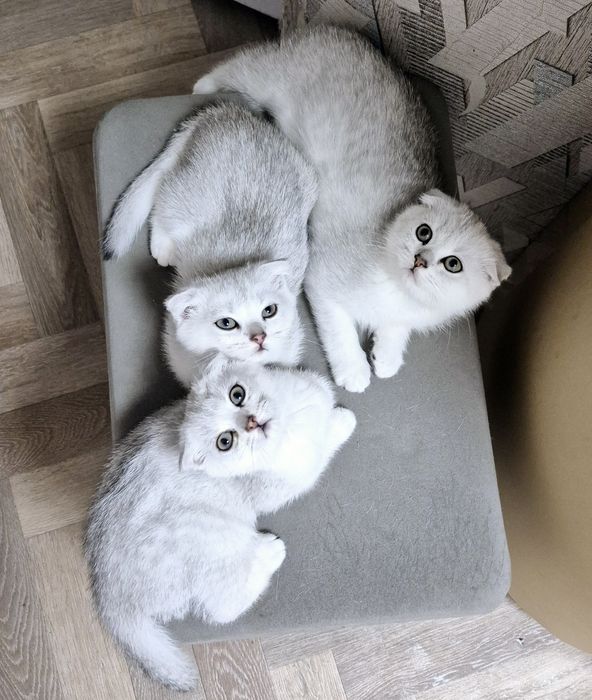 Серебристая шиншилла шотландские котята вислоухий котёнок мальчик