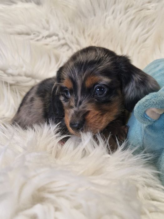 **JASPER **jamnik miniaturowy długowłosy blue merle do rezerwacji