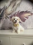 Maltipoo chłopiec