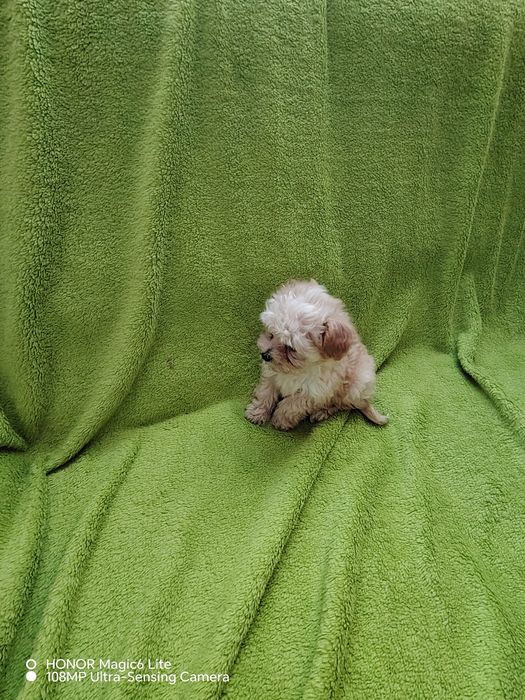 Śliczna suczka maltipoo miniaturka