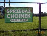 Sprzedaż choinek Świerk Srebrny Kaibab