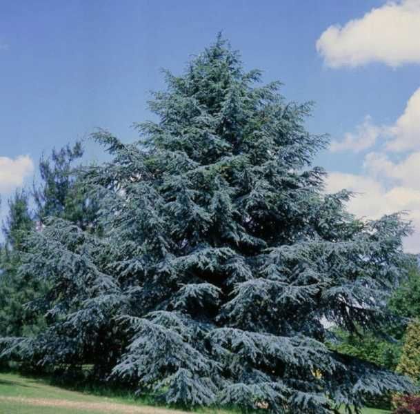 CEDR ATLASKI GLAUCA CEDRUS - sadzonki w doniczkach