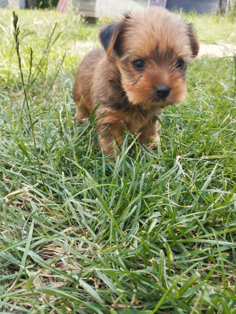 Yorkshire terrier piesek