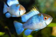 Pielęgniczka ramireza electric blue - Tina zoo Gliwice Jasna