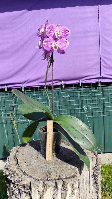 Продам орхідею фаленопсис 10,5 см ТЕРМІНОВО
